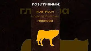 СТРЕСС который тебе нужен. #shorts  #развитие #путьсилы #психология #психология #цель #стресс