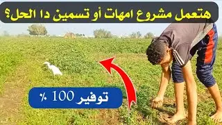 لو هتعمل مشروع تربيه الاغنام الأمهات أو تسمين الخرفان يبقي تسمع النصيحة دي هتوفر معاك كتير عن تجربه