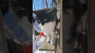 Кот Кузя по подоконникам ходит по утрам 