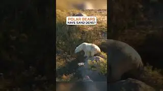 Did you know polar bears make sand dens on the shores of the Hudson Bay in Canada? #animals #facts