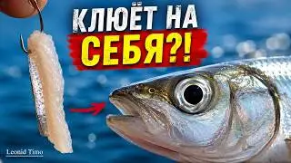 Наживка для ловли КОРЮШКИ. Leonid Timo