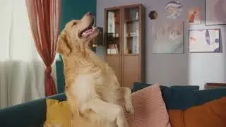 Doggy Decorum: Keep your pouch off the furniture