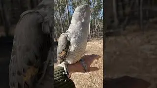 Aves com os cantos mais assustadores do mundo #interessantes #animals