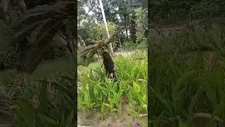 Isa Sa mga pasyalan Ng KL perdana
