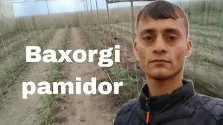 Baxorgi pamidorlar