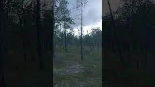 Мошка атакует! Север, лес, ЯНАО #лес #янао #север #forest #болото #лето #насекомые