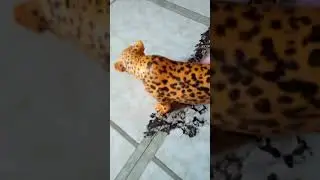 The ghost leopard part 2