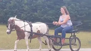 Awesome Pony Rides & Drives...Jasper