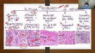 GU PATHOLOGY: RENAL TUMORS 2