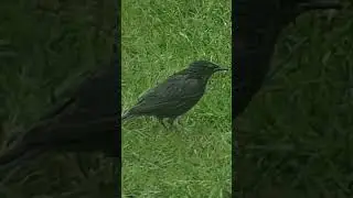 Very Wet Starling