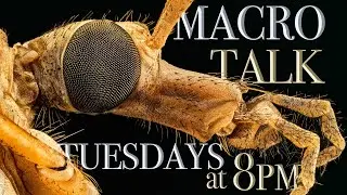 Insects in flight Pt. 1 - Macro Talk #43- from Allan Walls Photography, MAY 16, 2023