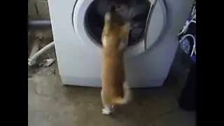 Прикол Кошка и стиральная машинка
