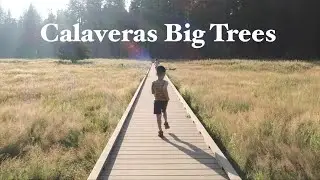 Calaveras Big Trees State Park - Camping Sights & Sounds