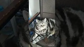 Меня сегодня никуда и не звали !! #funnycats #catlover #cutecat #cat #котики #diy #petdiy #catfunny