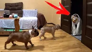 ПРАНК! Реакция СОБАК на ЧУЖАКА! Чуть не РАЗОРВАЛИ! Приколы с собаками.