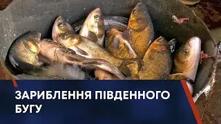 ТВ7+. Нові жителі Південного Бугу. У Хмельницькому зарибнили річку