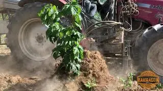 A Year in Hops - from Spring to Fall