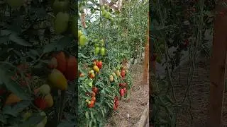 КАК УСКОРИТЬ СОЗРЕВАНИЕ ОВОЩЕЙ?