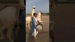 multani tora full hd