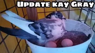 UPDATE SA KALAPATI NAMING SI GRAY