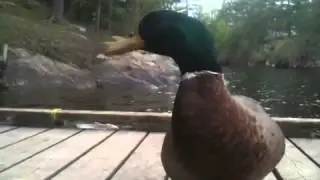Mr Quackers