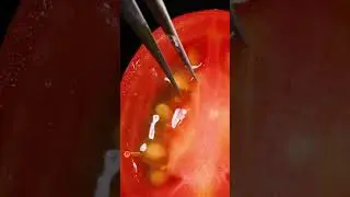 Tomato ASMR  Macro Video