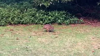 Pademelons at Mary Cairncross Scenic Reserve 🦘