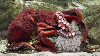 Pulpo da a luz a Miles de Bebés |  Madre Pulpo Muere Inmediatamente