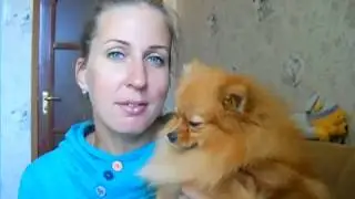Как растет шпиц Лили Сан. 9 месяцев (Первая течка)