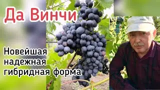 Да Винчи - ультраранняя новейшая форма, испытание на треск и болезни ( Беларусь, 2021)