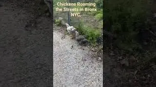 ONLY IN NYC: Chickens Roaming the Streets in the Bronx