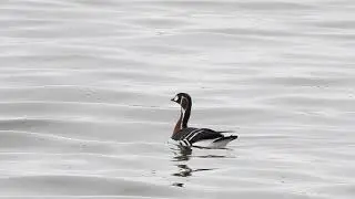 Branta ruficollis 3