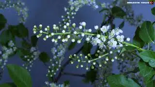 Dinlendirici müzik eşliğinde ağaç çiçekleri ve yaprağının açma anları. Blooming Flowers. Time Lapse