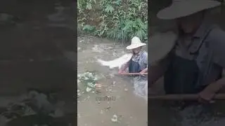 fish hunter #fish #fishingvideo #fishing #harvest #funny #asia #fyp #fy@villaagesurvivalskills