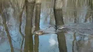 Flood in Gomel April 2023 - Паводок Гомель апрель 2023.