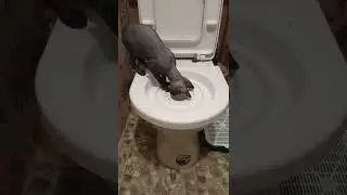 Кот засунул голову в унитаз 🤣