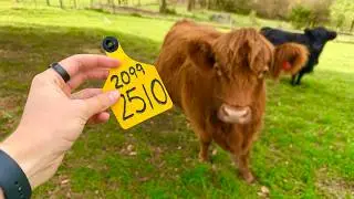 Making new cow tags!