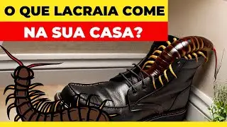 O QUE LACRAIA COME??? Descubra o que as lacraias/centopéias gostam de comer