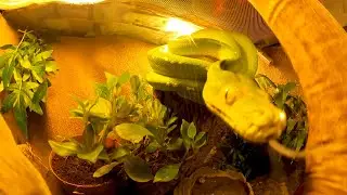 Ozzy The Green Tree Python Aru, Sorong, Gtp Feeding Time In His Bioactive Enclosure/Morelia Viridis