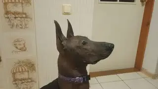 Xoloitzcuintli - training of the dog to switch the light