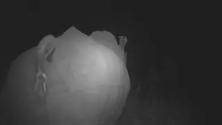 Rhino camera traps, Hluhluwe-iMfolozi park, South Africa - Michiel P. Veldhuis