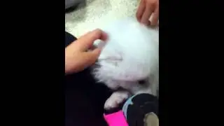 I call it snowball