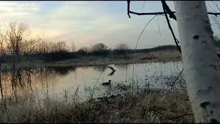 Охота с подсадной в пойме. Весна.