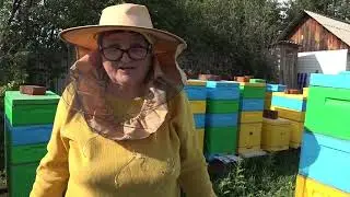 Сколько мёда принесли пчёлы на Урале?