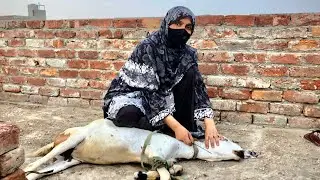 Slaughter goat by women 😍🔪