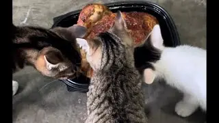 Good morning Kiki Leo andMilky are eating chicken 🐔🐔🐔🐔