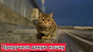 How to tame a wild cat? We placed her in good hands🐾