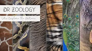 A Close-Up Look at the Diversity of Life on Earth

Zoology