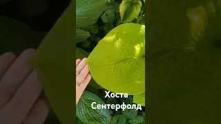 Купить Хосту Сентерфолд Питомник хост Хосты в саду 