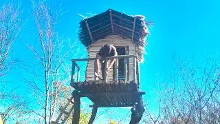 Can You Survive a Night in This Treehouse?